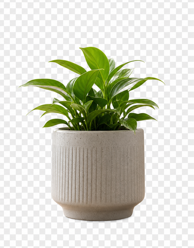Potted plant cutout after EasyCut background removal