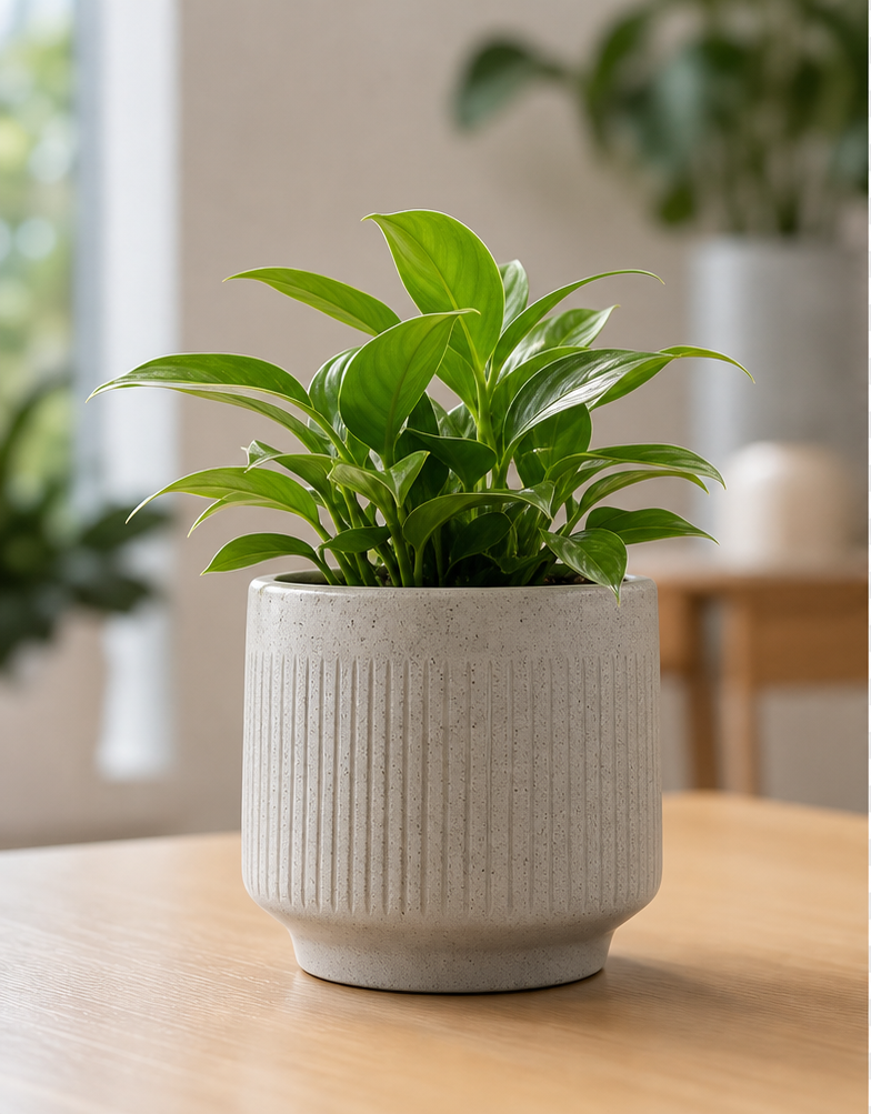 Original potted plant photo before EasyCut background removal